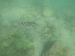 Sphoeroides annulatus