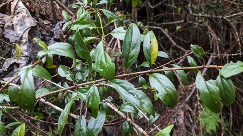 Image of Viburnum taitoense by (c) Cheng-Te Hsu, some rights reserved (CC BY)