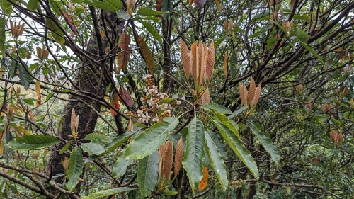 Eriobotrya deflexa (Eriobotrya deflexa)