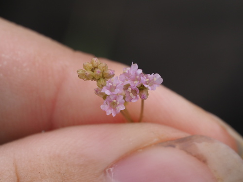 Image of Boerhavia acutifolia by (c) Kevin Faccenda, some rights reserved (CC BY)