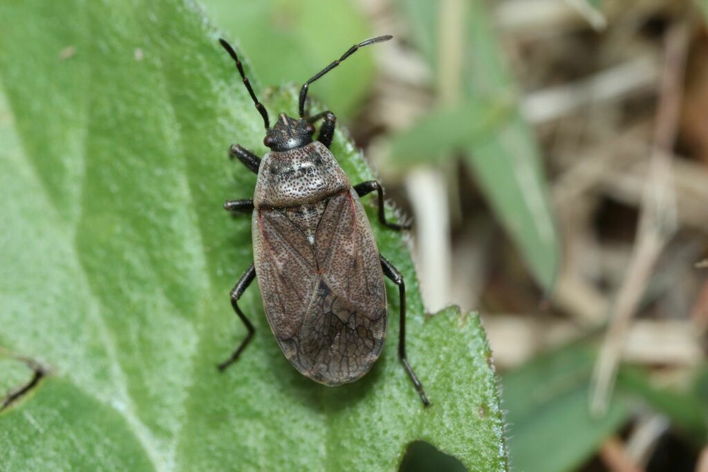 Pyrrhocoris sinuaticollis from 長池公園 on December 4, 2022 at 11:52 AM by ...