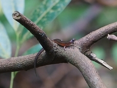 Singapore Swamp Skink photo 3