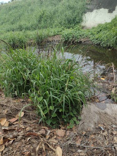 Echinochloa haploclada