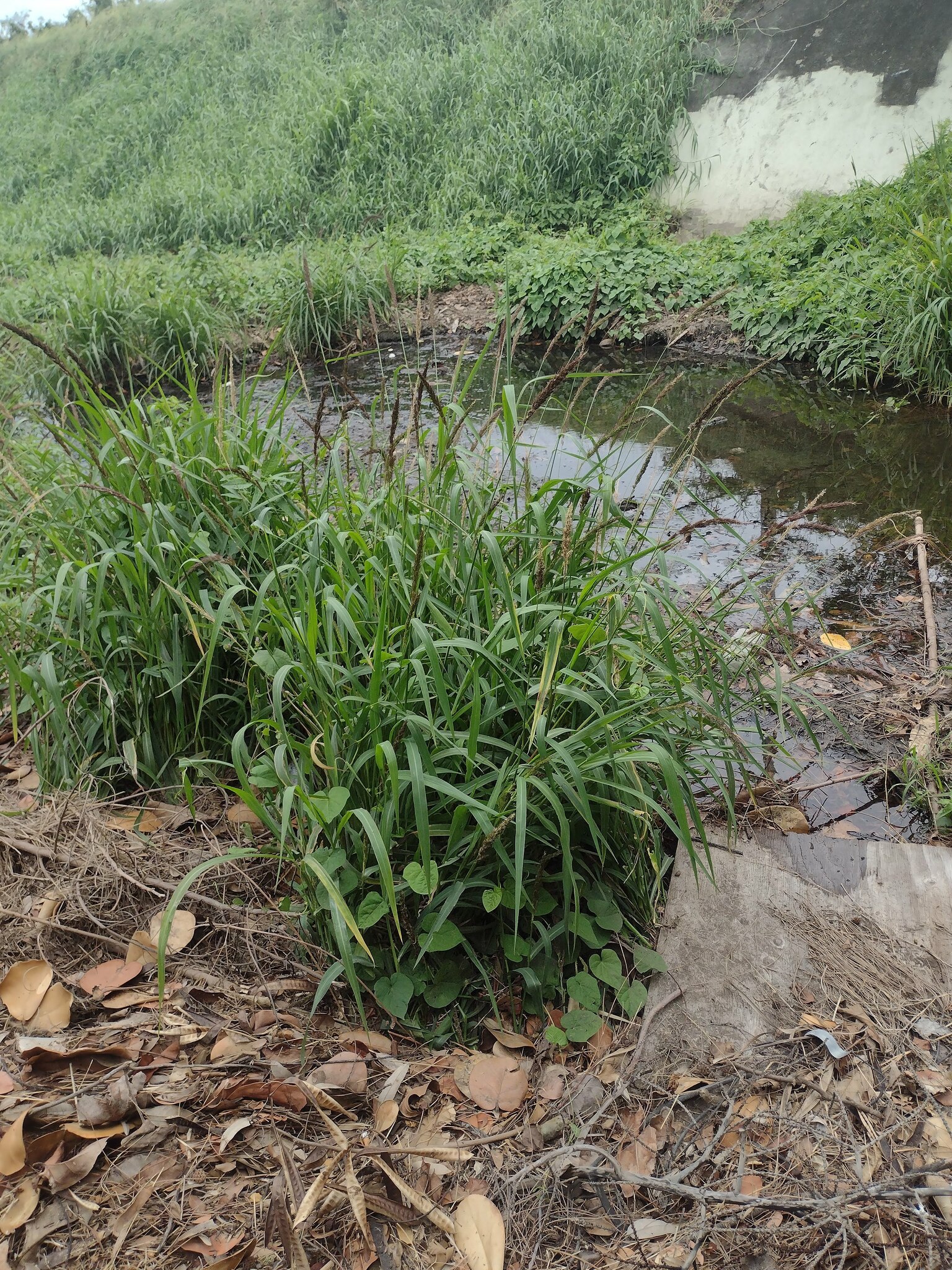 Echinochloa haploclada