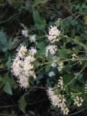Ageratina venulosa