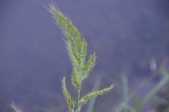 Echinochloa walteri