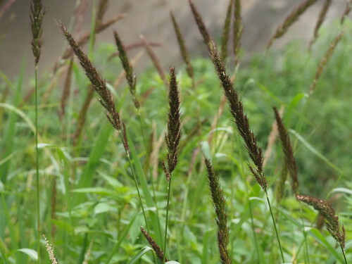 Echinochloa haploclada