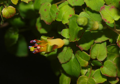 Fuchsia procumbens