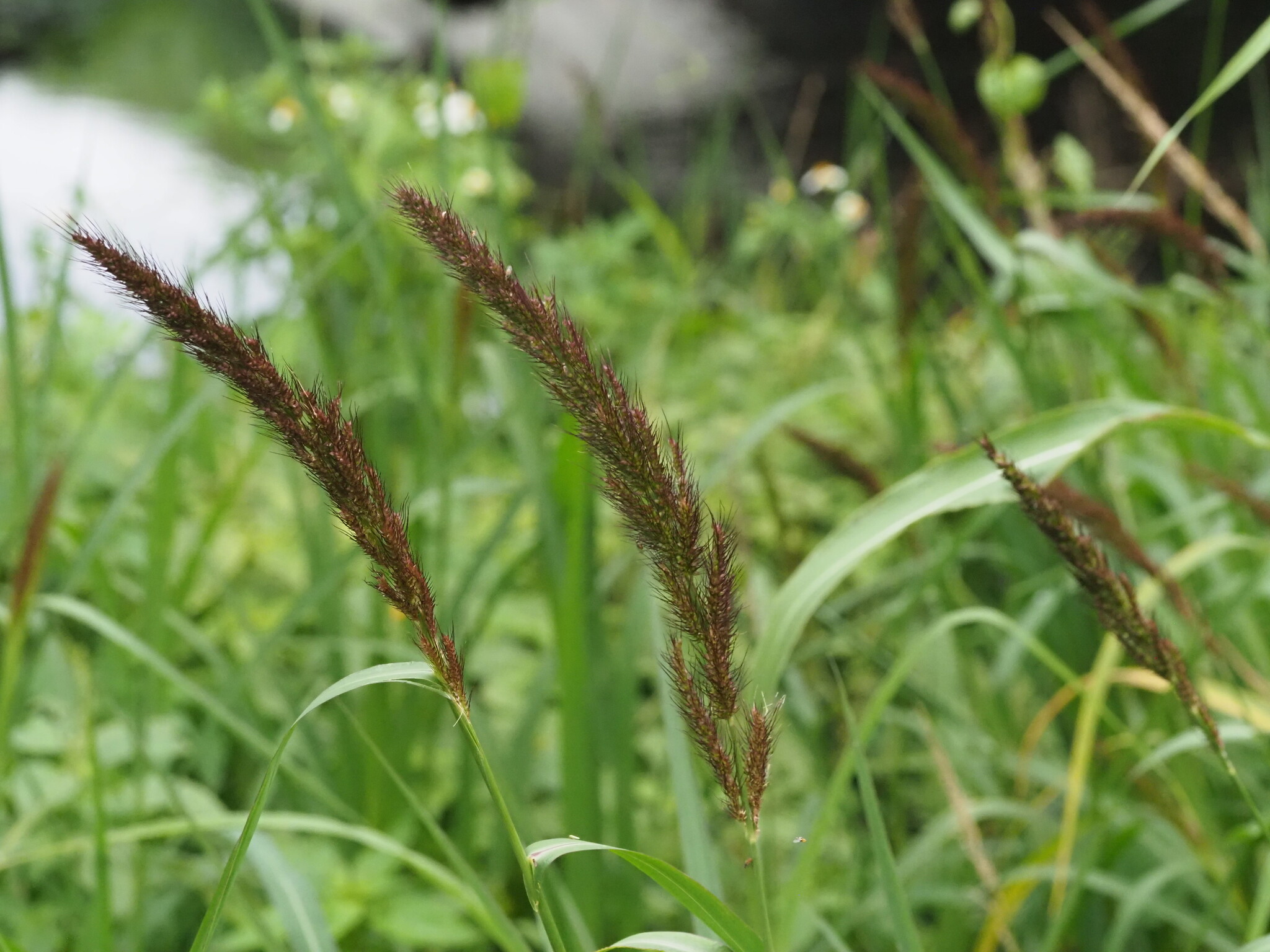 Echinochloa haploclada