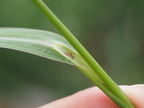 Echinochloa haploclada