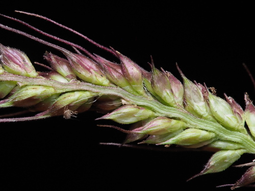 Echinochloa haploclada
