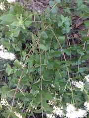Ageratina venulosa