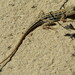 Variable Sand Dragon - Photo (c) frankpierce, some rights reserved (CC BY-NC), uploaded by frankpierce