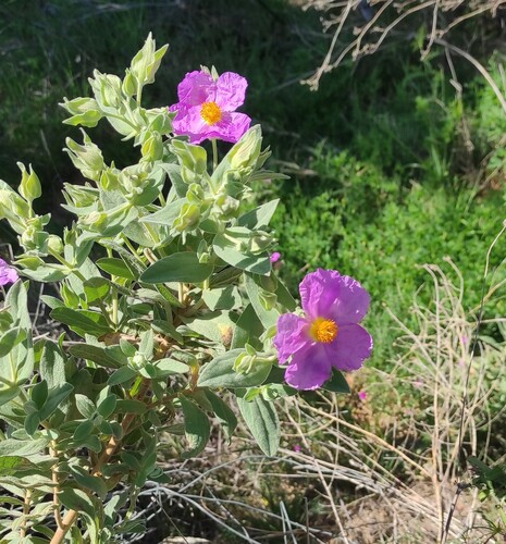 Cistus albidus iNat (1)