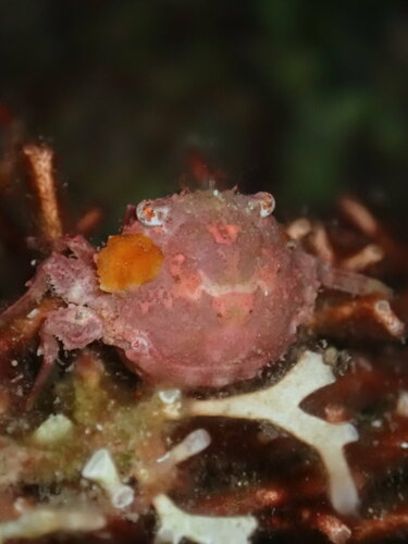 Exopalicus maculatus, 2023-04-06