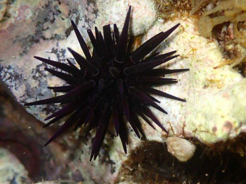 Oblong Sea Urchin
