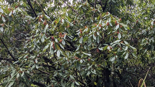 Image of Neolitsea konishii by (c) Cheng-Te Hsu, some rights reserved (CC BY)