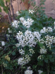 Ageratina venulosa