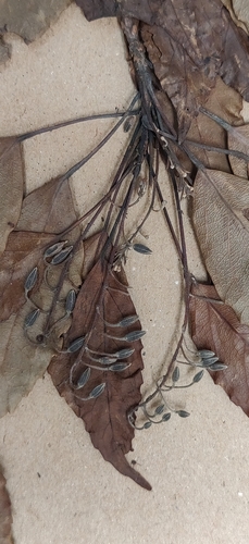 Image of Elaeocarpus munroi by (c) T R Shankar Raman, some rights reserved (CC BY)
