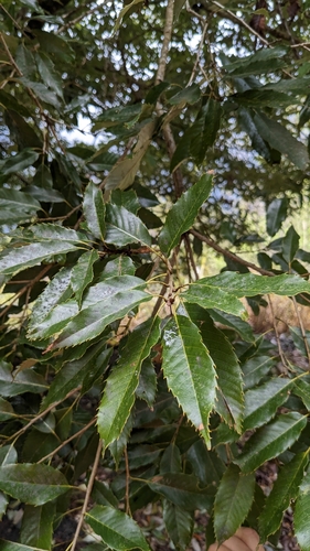 Image of Quercus stenophylloides by (c) Cheng-Te Hsu, some rights reserved (CC BY)