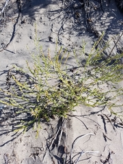 Corispermum americanum