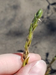 Corispermum americanum