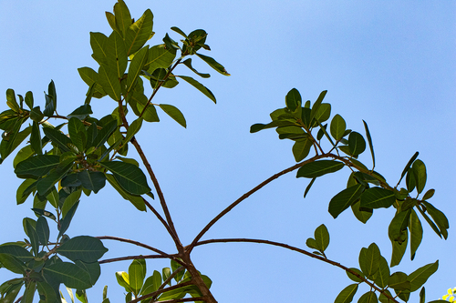 Ficus thonningii image