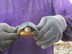 Kinosternon leucostomum