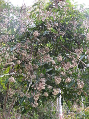 Strobocalyx arborea
