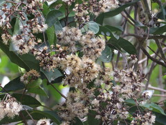 Strobocalyx arborea