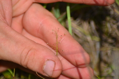 Dichanthelium microcarpon