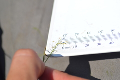 Dichanthelium microcarpon