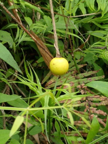 tropical soda-apple