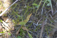 Dichanthelium microcarpon