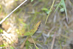 Dichanthelium microcarpon