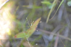 Dichanthelium microcarpon