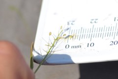 Dichanthelium microcarpon