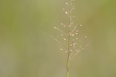 Dichanthelium microcarpon