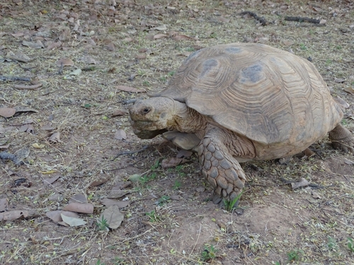 African Spurred Tortoise