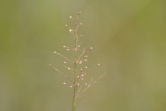 Dichanthelium microcarpon