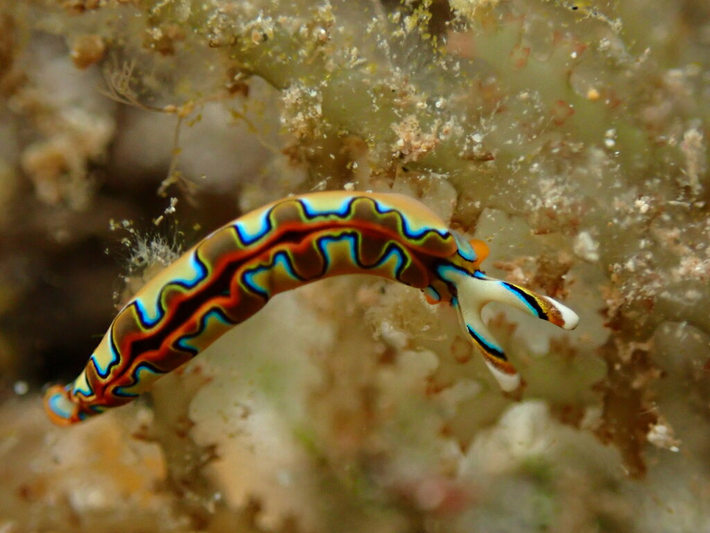 Thuridilla neona