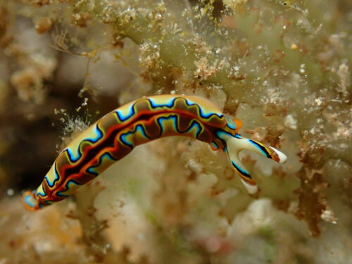 Thuridilla neona