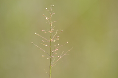 Dichanthelium microcarpon