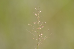 Dichanthelium microcarpon