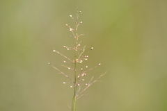 Dichanthelium microcarpon