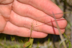 Dichanthelium microcarpon