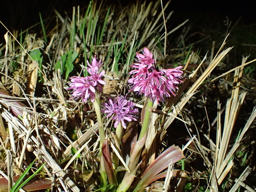 Image of Heloniopsis orientalis by no rights reserved