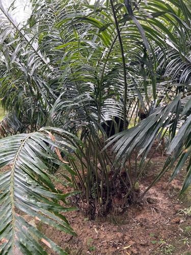 Cycas segmentifida