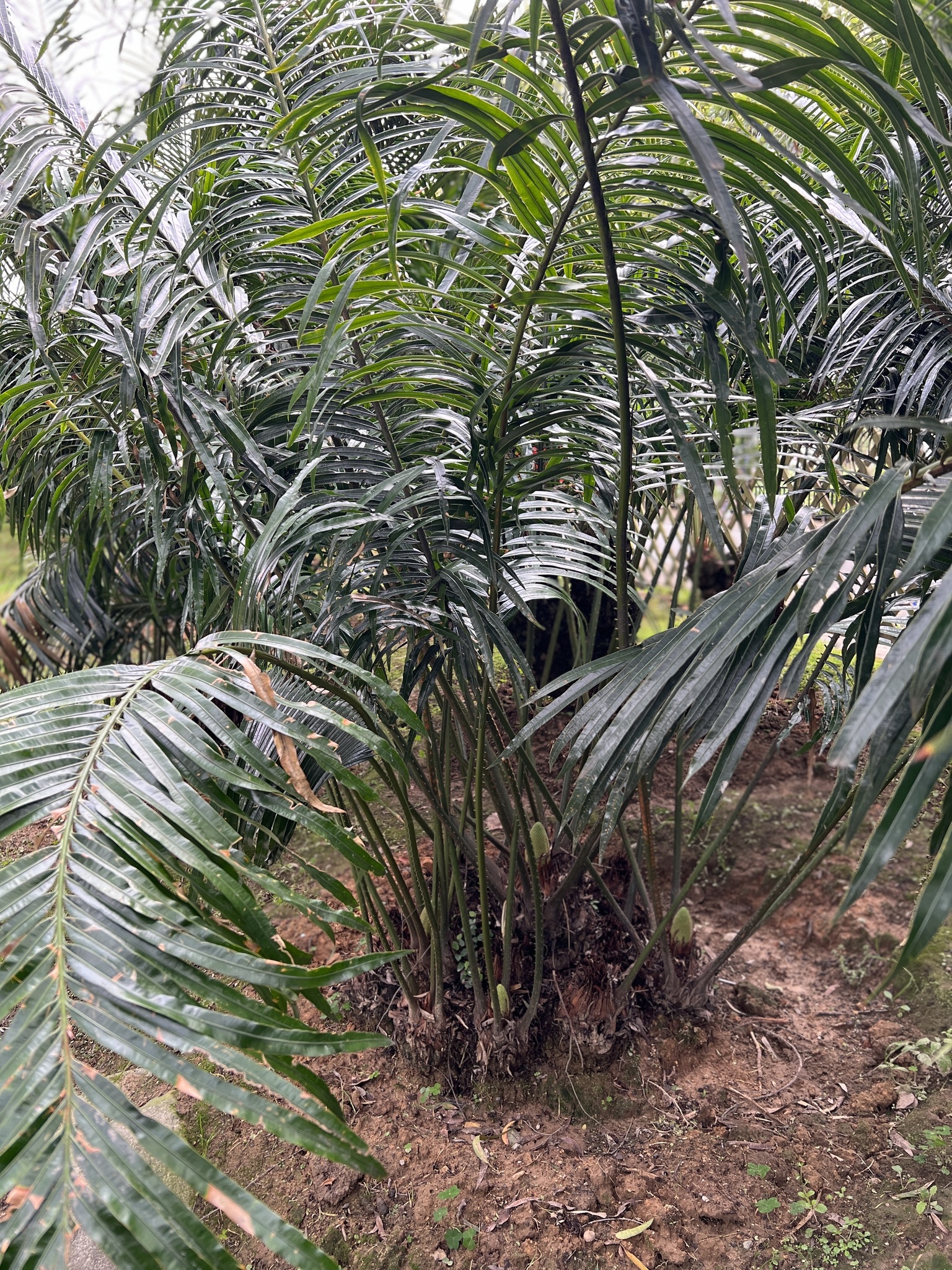 Cycas segmentifida