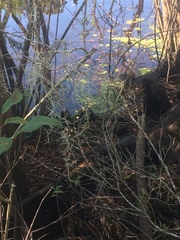 Myrcianthes fragrans